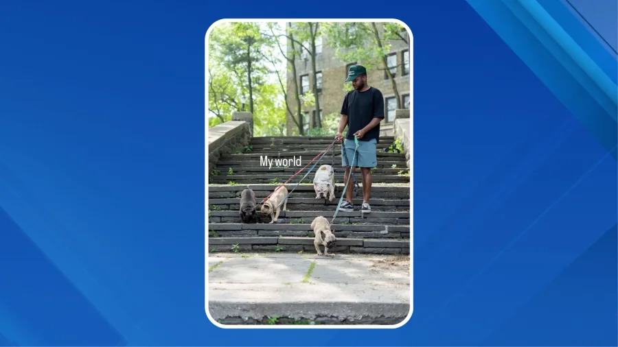 A Bronx man is searching for his four beloved bulldogs after they disappeared while in the care of a dog walker. (Credit: Eusebio Baez)