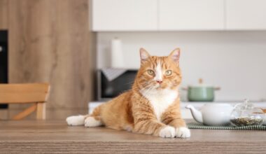 Yahoo lifestyle home