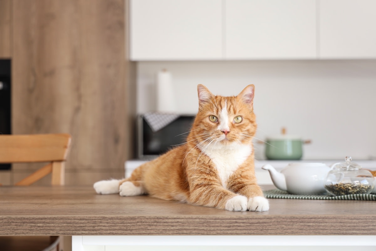 Yahoo lifestyle home