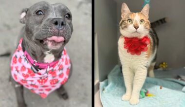 Maple, left, and Brooke, right. (ASPCA)