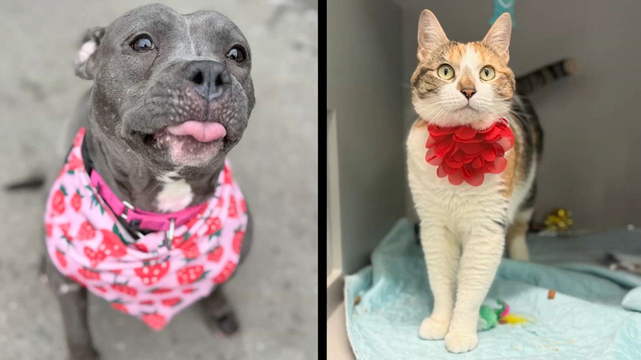 Maple, left, and Brooke, right. (ASPCA)