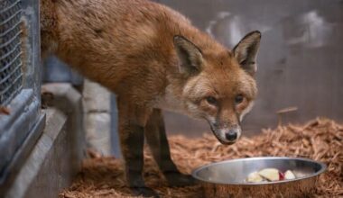 Red fox stows away on cargo ship, traveling from England to NYC – NBC New York