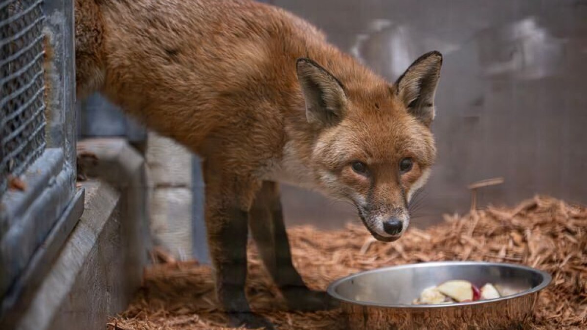 Red fox stows away on cargo ship, traveling from England to NYC – NBC New York