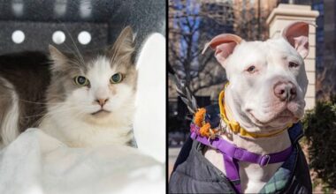 Rufus and Babka (ASPCA)