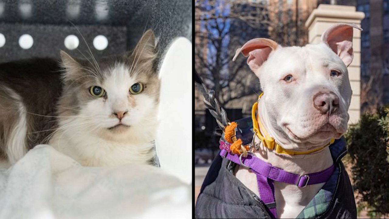 Rufus and Babka (ASPCA)