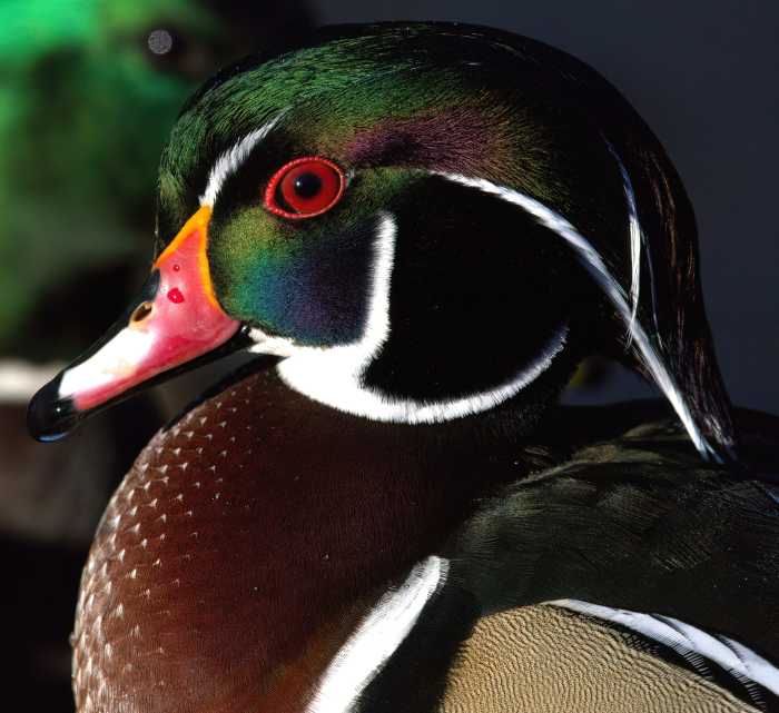 colorful duck