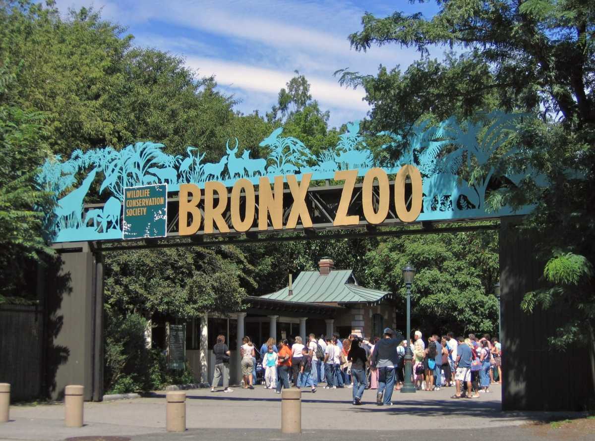 What’s happening | A youth benefit concert, a job fair, snakes at the Bronx Zoo and more – Bronx Times
