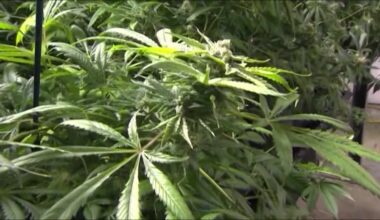 Cannabis products recalled in New York due to unreliable lab results, says state office