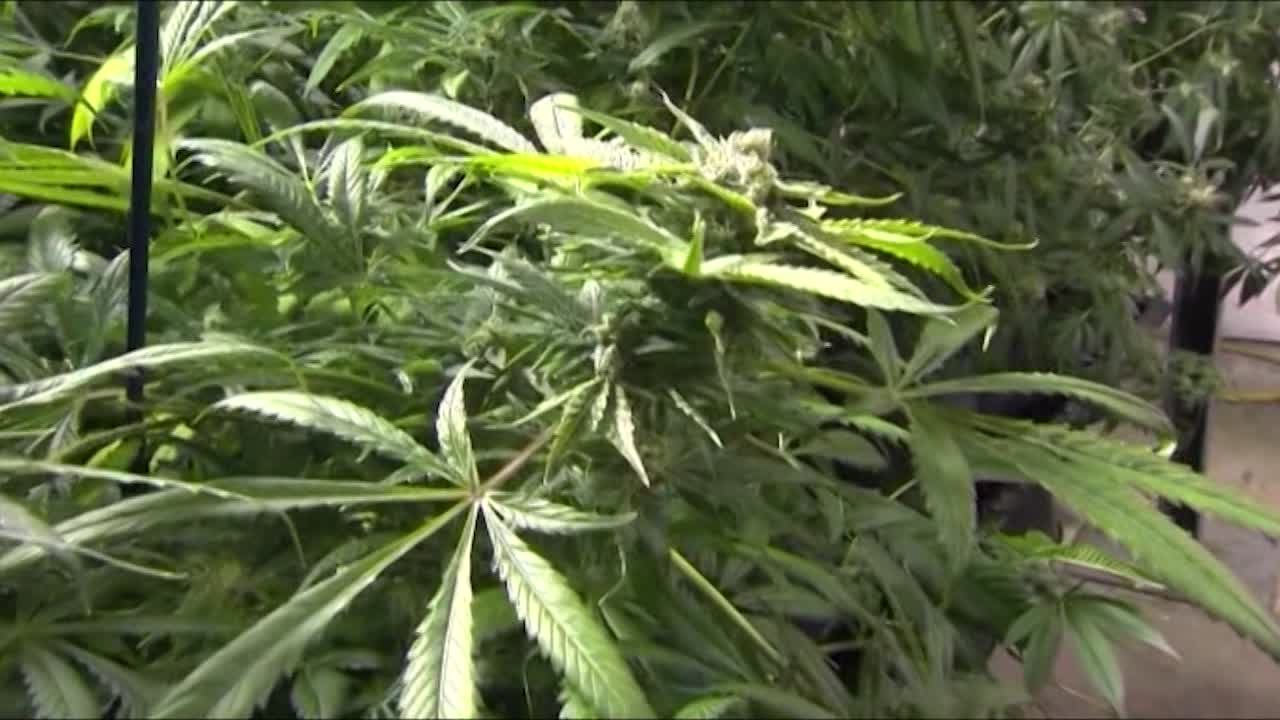 Cannabis products recalled in New York due to unreliable lab results, says state office