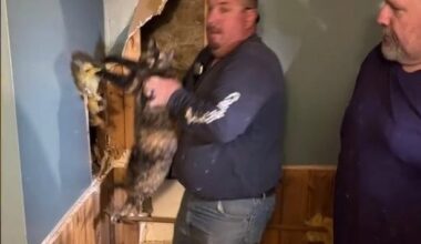 Watch: Cat rescued from inside basement wall in New York