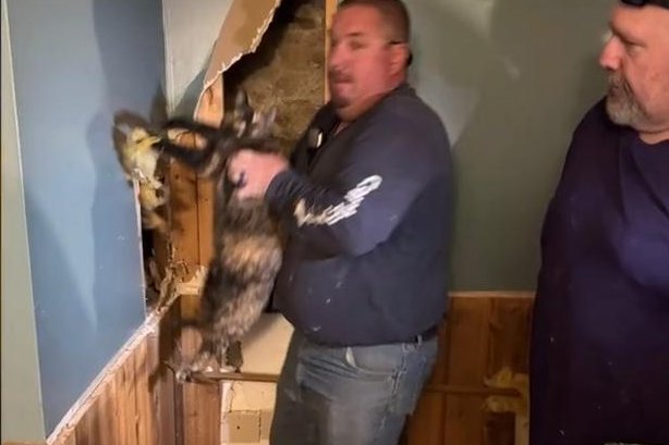 Watch: Cat rescued from inside basement wall in New York