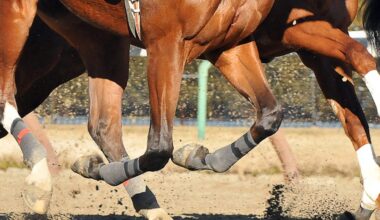 New York And NYRA Support Three Year Cornell Study For Horses