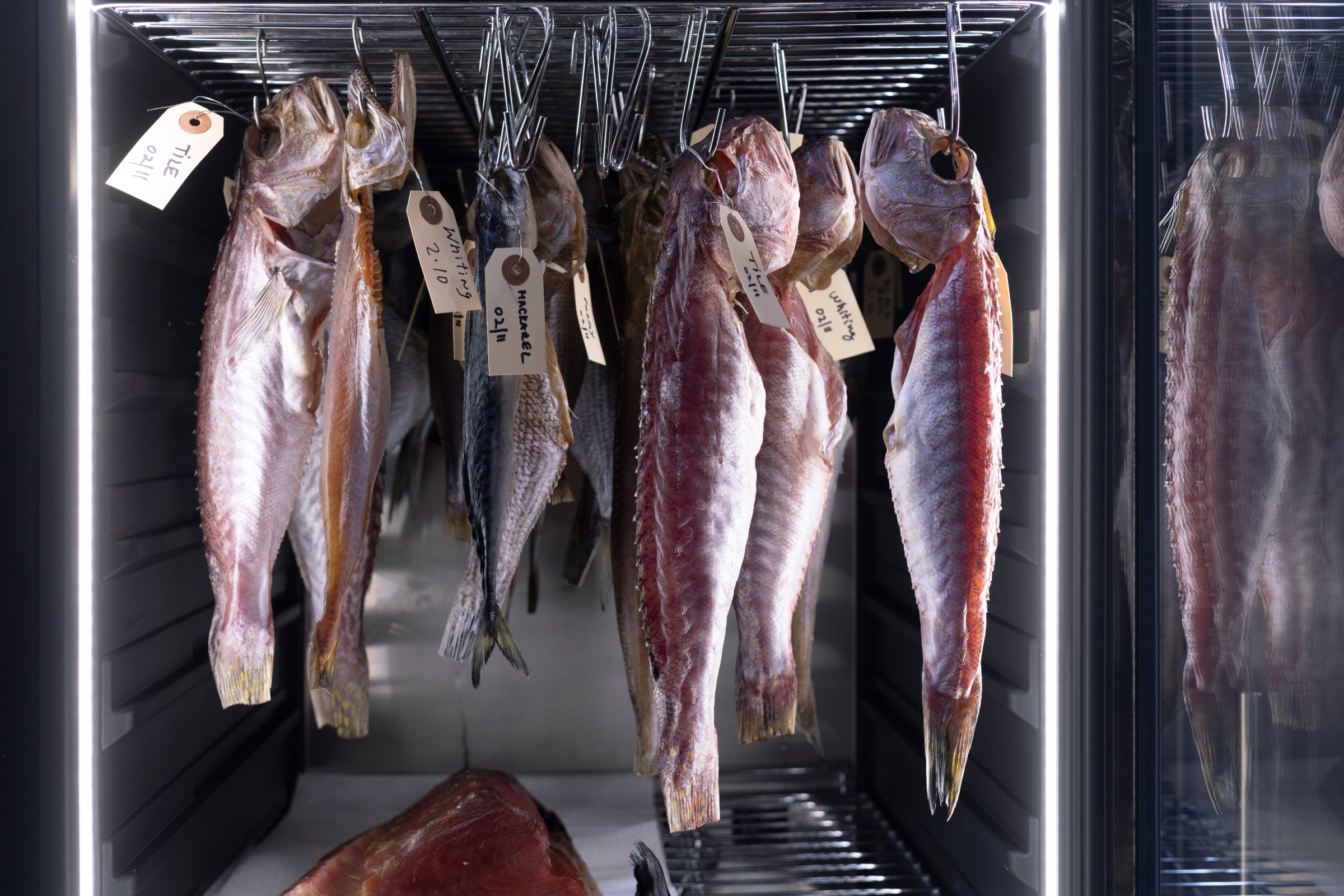 Fish hanging in a fridge.