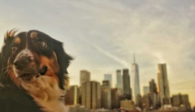 City Council forms Animal Welfare Caucus to protect animals and make pet ownership more affordable for New Yorkers