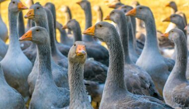 NYC will soon enforce a ban on this ‘luxury’ food in NYC