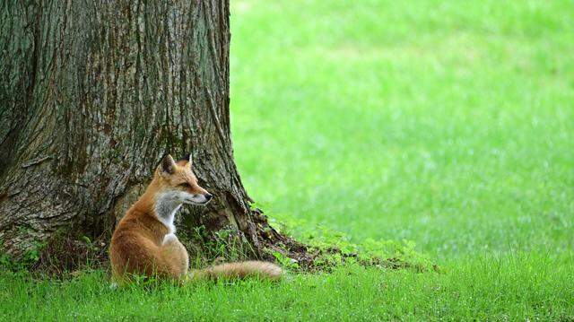 NANAE, JAPAN - AUGUST 29: An Ezo red fox is seen during the second round of NITORI LADIES at Hokkaido Country Club Onuma Course on August 29, 2025 in Nanae, Hokkaido, Japan. (Photo by Atsushi Tomura/Getty Images)