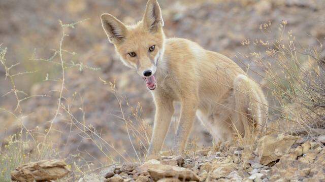 A red fox wanders among dry grass and stones in the Central Alborz Mountain Range near Alborz, Iran, on September 5, 2013. Central Alborz, one of Iran's most prominent mountainous regions, is among the habitats that support a diverse range of animal species, including red foxes, wild goats, wild boars, and jackals. (Photo by Damun Pournemati / Middle East Images via AFP) (Photo by DAMUN POURNEMATI/Middle East Images/AFP via Getty Images)
