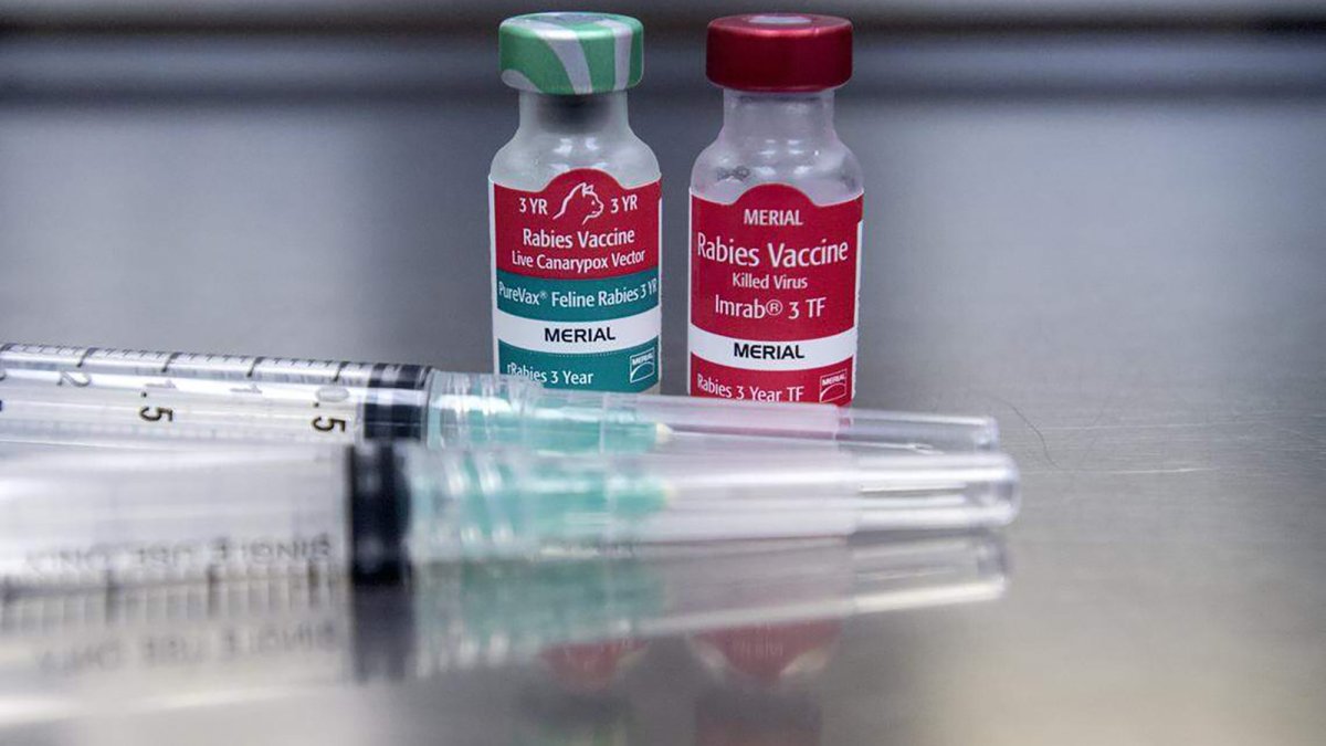 NY coyote positive for rabies after attacking 3 people, 6 dogs – NBC New York