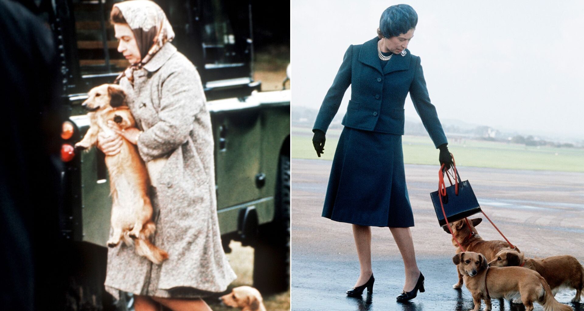 Queen Elizabeth lifts a corgi on to a train and she walks a group of corgis