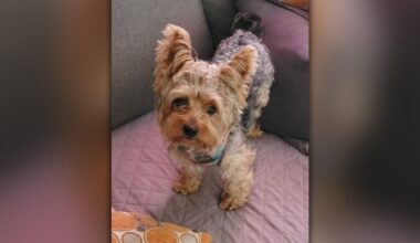 Queens man struck by hit-run driver while walking dogs mourns pet killed in crash