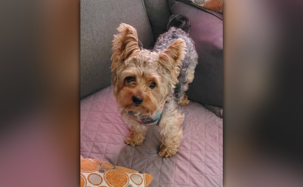 Queens man struck by hit-run driver while walking dogs mourns pet killed in crash