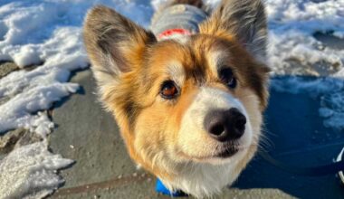Brooklyn corgi with rare coat gains following on social media • Brooklyn Paper
