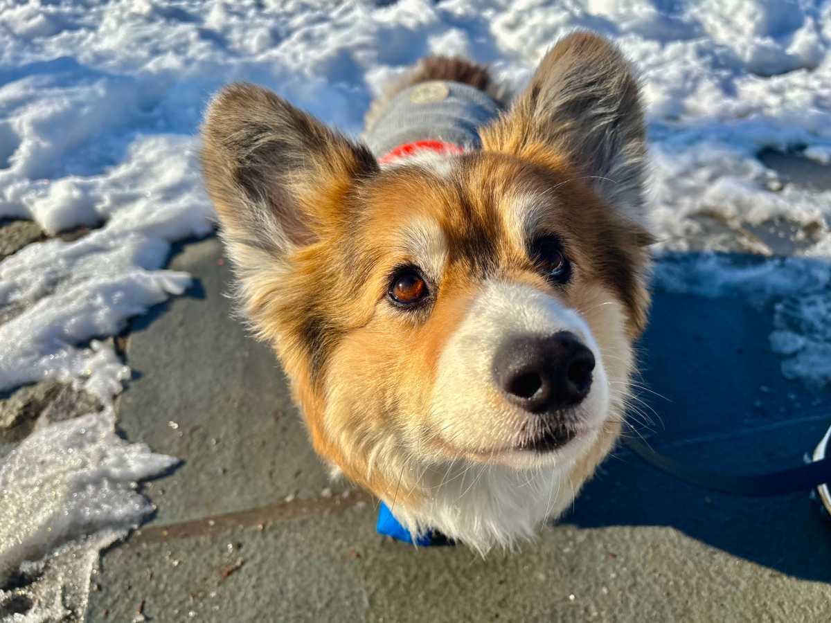 Brooklyn corgi with rare coat gains following on social media • Brooklyn Paper