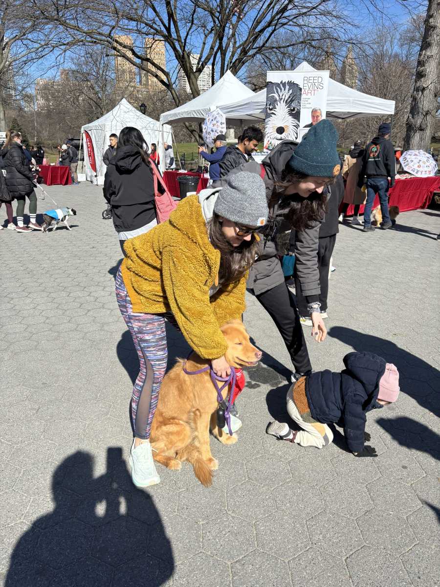 Dogs met each other at Bark in the Park.