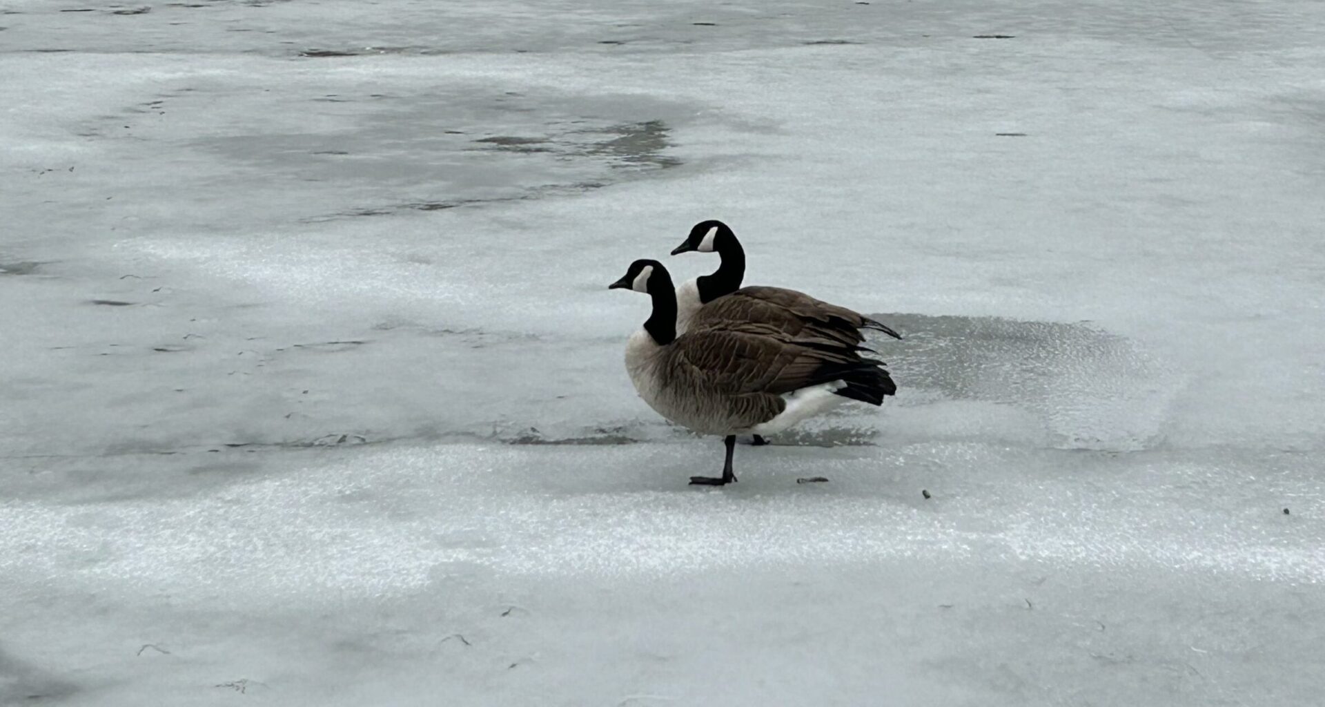 Remembering UWS Politician and Activist Ronnie Eldridge; Mangled Movie Titles at Lincoln Center; On an UWS Hamantashen Crawl