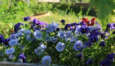 News 12 | Brooklyn | You can plant these cool-season flowers and veggies in your garden in March!