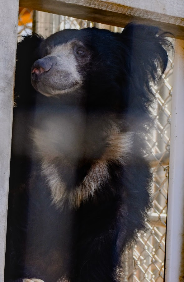 A black bear resting, gazing through a window or fence, with a soft focus on its fur and surroundings.