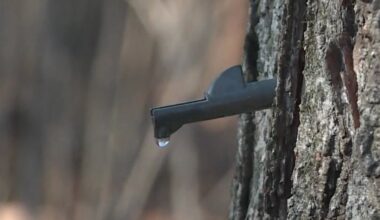 Maple Month begins in New York State