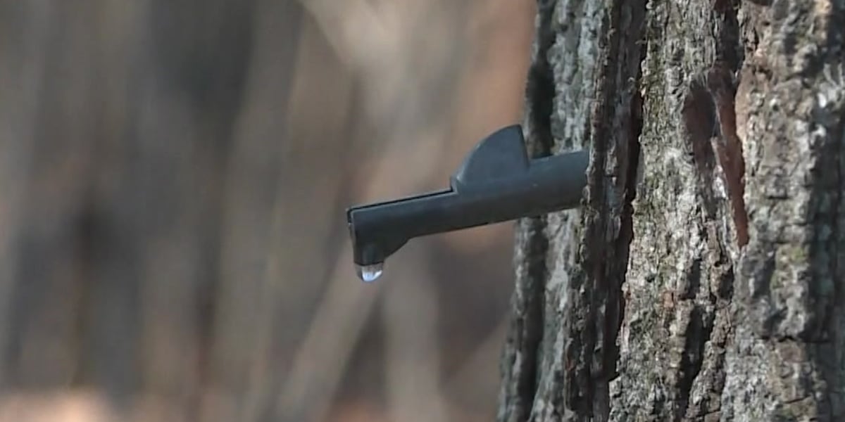 Maple Month begins in New York State