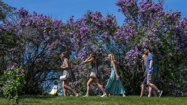 four people walk through deep purple lilac bushes
