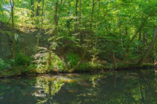 The bank of a river in the summer, full of beautiful green trees growing right above the water.