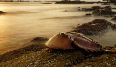 Horseshoe Crab Harvesting Will Soon Be Banned in New York