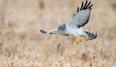 New York State Regulations Fall Short for Grassland Birds