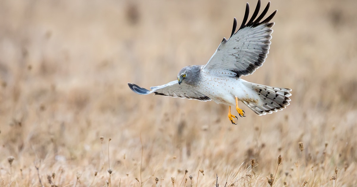 New York State Regulations Fall Short for Grassland Birds