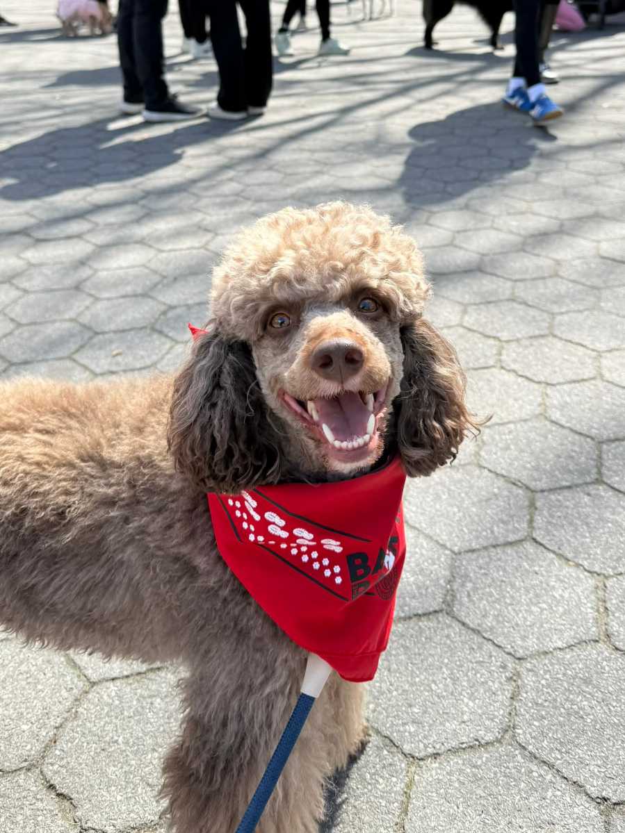 a brown poodle wearing a red bandana looks up at the camera, smiling like a dog can