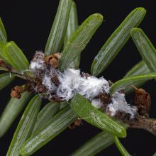 DEC, OPRHP, and New York State Hemlock Initiative Announce Major Milestone in Hemlock Woolly Adelgid Biological Control