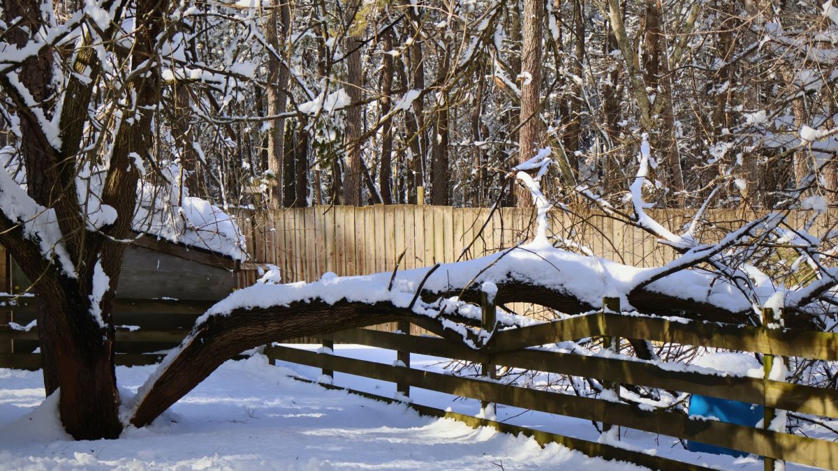 Blizzard causes heavy damage to New Jersey animal refuge – NBC New York