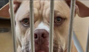 Pets saved from abuse can be stuck in NJ shelters for years – NBC New York