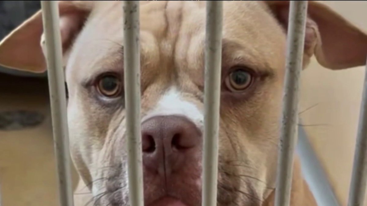 Pets saved from abuse can be stuck in NJ shelters for years – NBC New York
