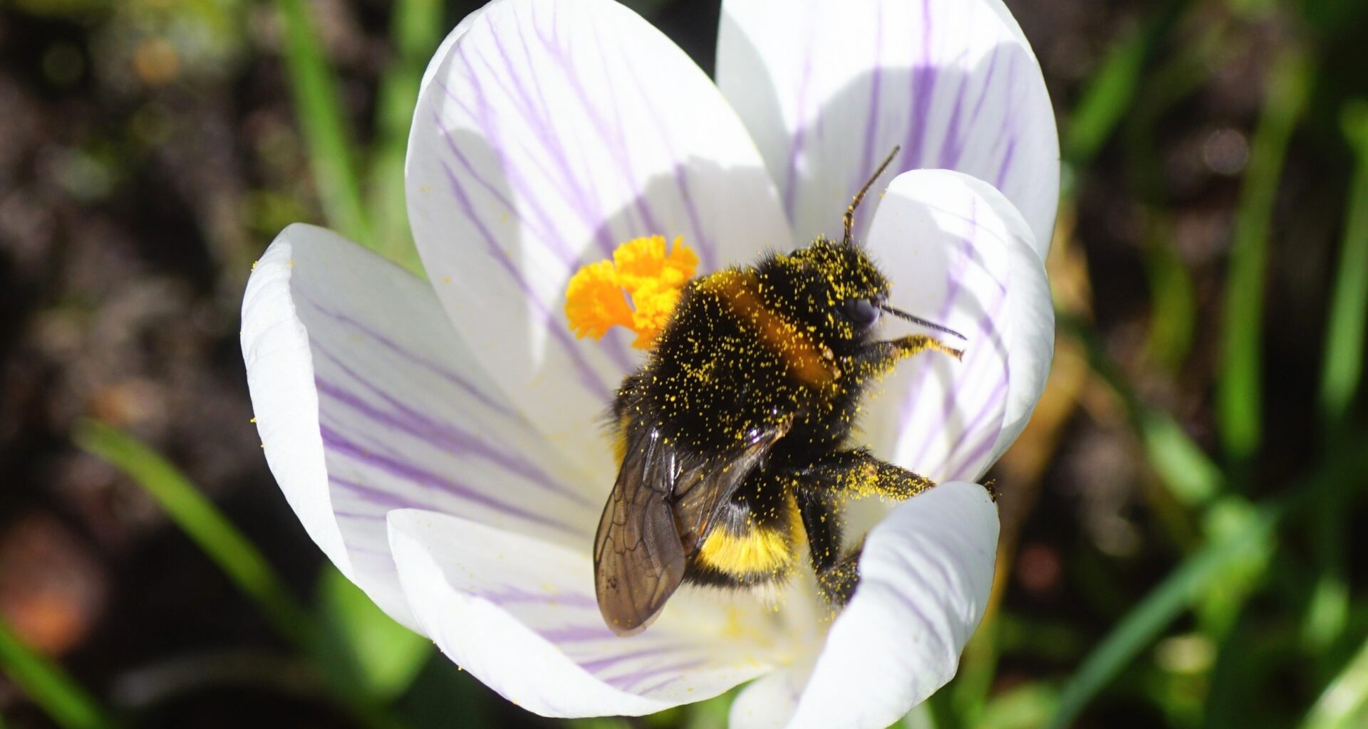 Bumblebee queens survive being submerged for days