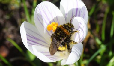 Bumblebee queens survive being submerged for days