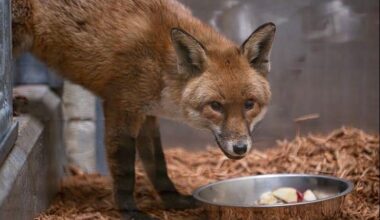 Look: Red fox stows away on cargo ship from England to United States