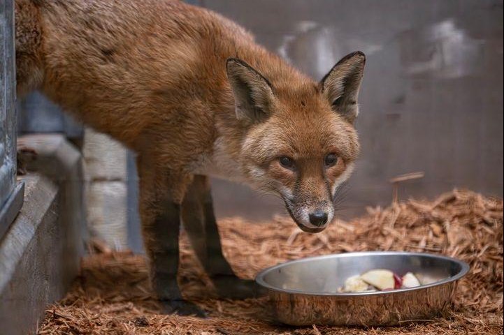 Look: Red fox stows away on cargo ship from England to United States