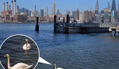Rare majestic swan spotted in NYC for first time