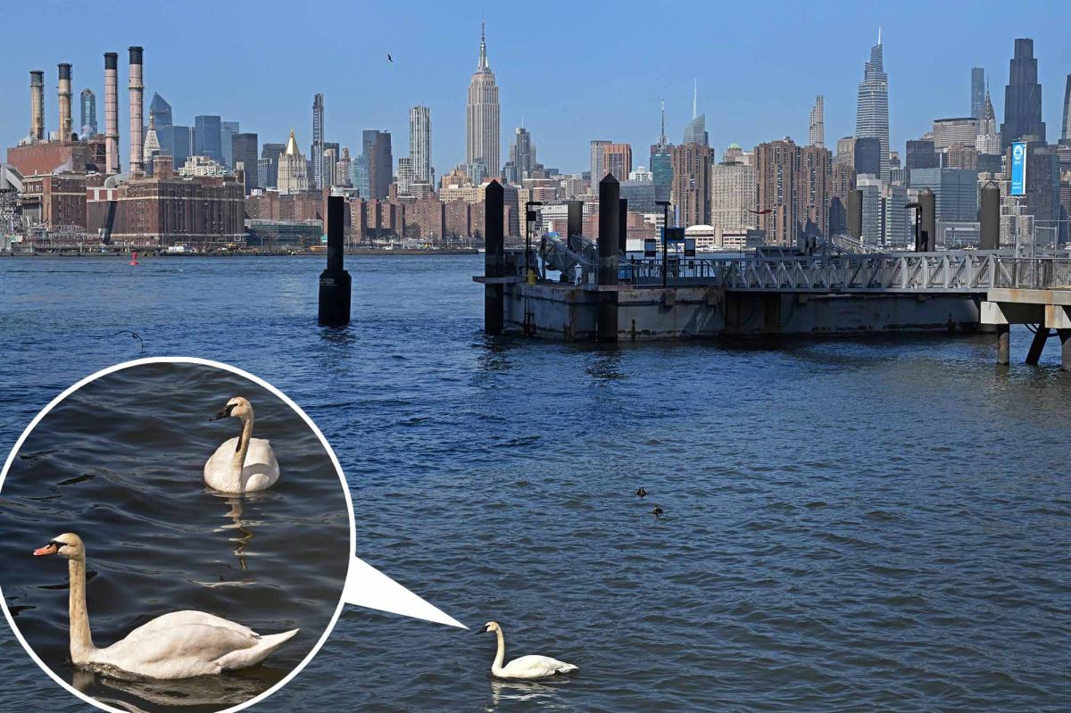 Rare majestic swan spotted in NYC for first time