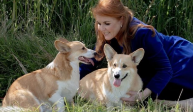 Why Sarah Ferguson would have been wrong to clone the Queen’s corgis